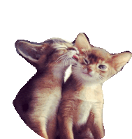 Kitten Cute Sticker
