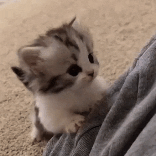 Kitten Cute GIF