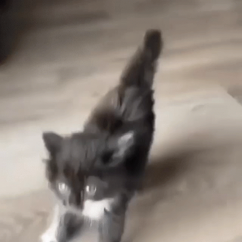 Kitten Fearsome GIF