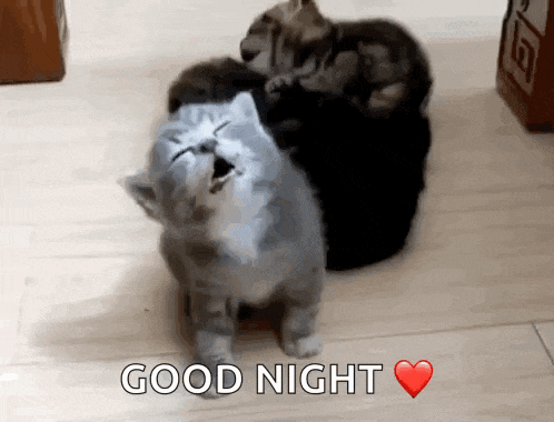 Kitten Is Sleeping GIF
