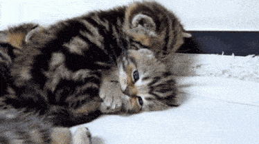 Kitten Kitten Kiss GIF