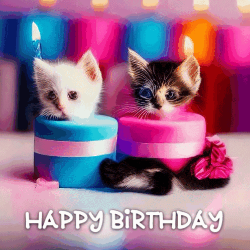 Kitten Kittens GIF