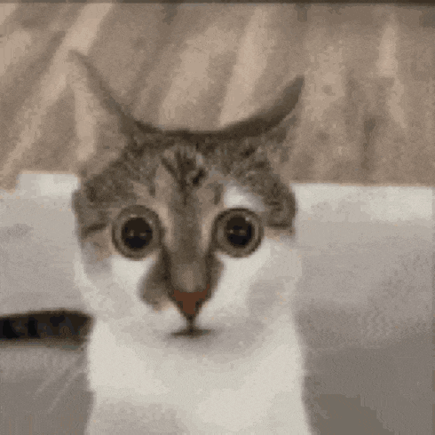 Kitten Kittens GIF