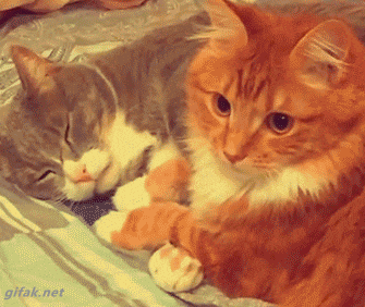 Kitten Kitty GIF
