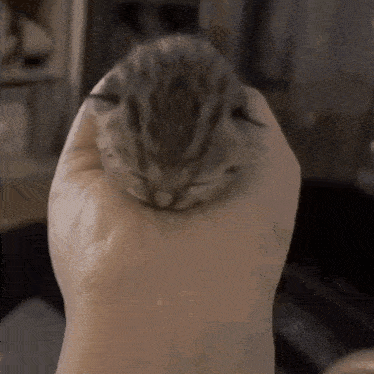 Kitten Kitty Kat GIF