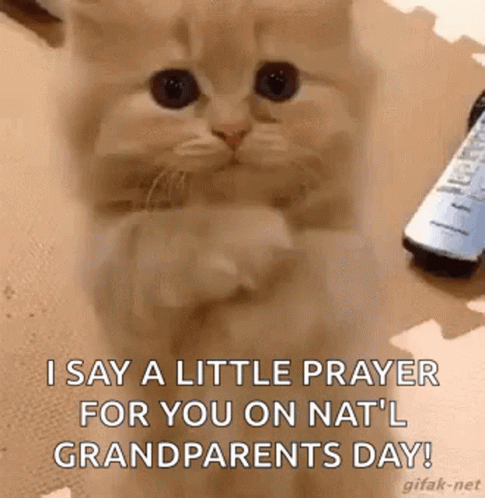 Kitten Love GIF. This 485 x 498 animated GIF is part of our happy grandparents day collection. Related themes include cat, kitten, love. Created by…