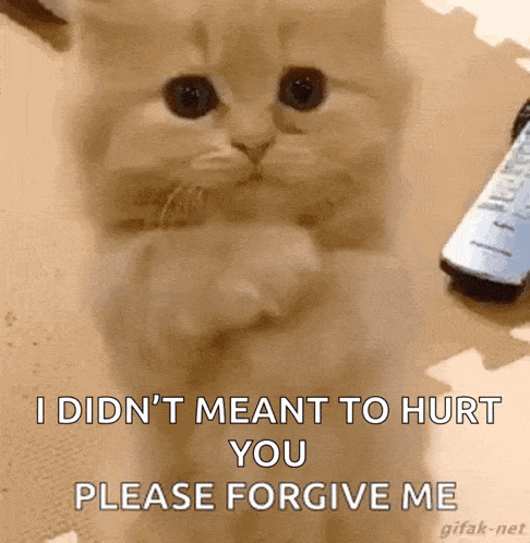 Kitten Love GIF