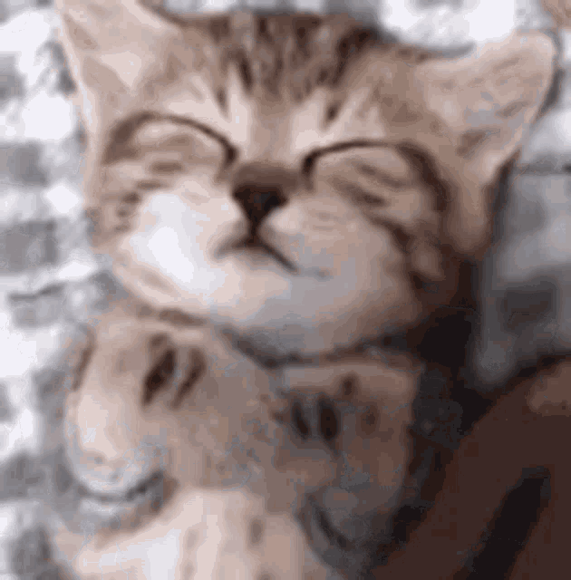 Kitten Sleeping GIF