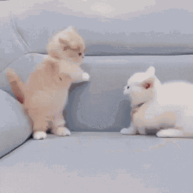 Kitten Smol GIF