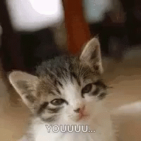 Kitten Stinkeye GIF. This 200 x 200 animated GIF is part of our stink eye collection. Related themes include cute, kitten. Created by BellaCloe1321. View…