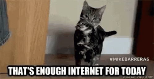 Kitten Thats Enough Internet GIF