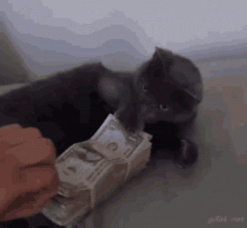 Kitten GIF
