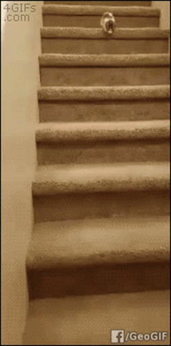 Kitten Tumble GIF