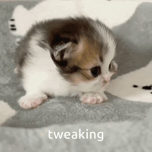 Kitten Tweaking GIF