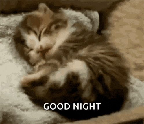 Kitten GIF