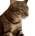 Kitten Vibe Cat Vibe Sticker