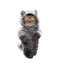 Kitten Walking Kitten In Cat Suit Sticker