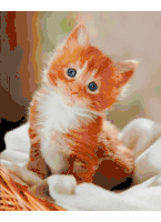 Kittens Little Cats Sticker