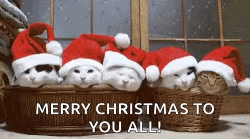 Kitties Christmas Kitties GIF