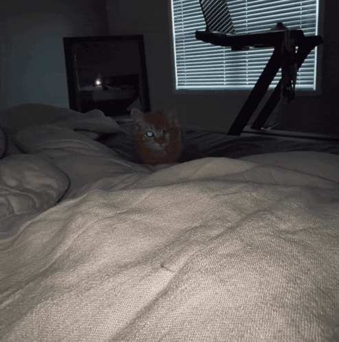 Kitty Attack Kitten GIF