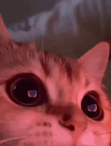 Kitty Cat GIF