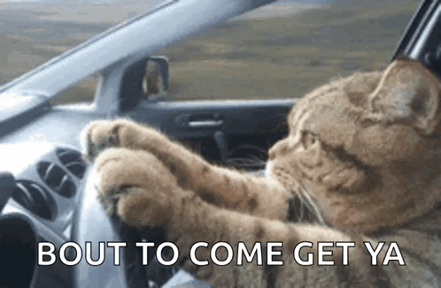 Kitty Cat GIF