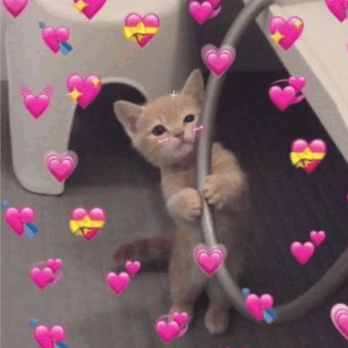 Kitty Cat GIF