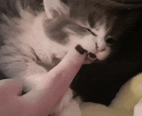 Kitty Cat GIF