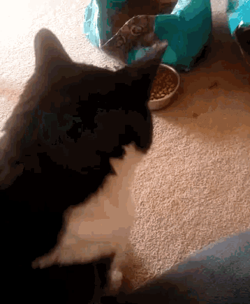 Kitty Cat GIF