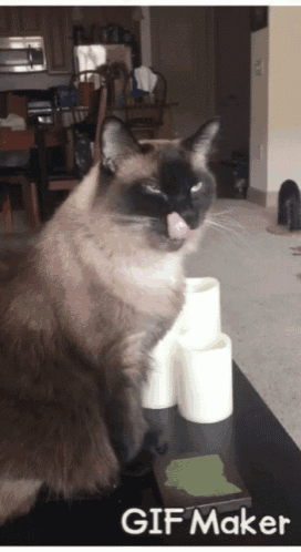 Kitty Cat GIF