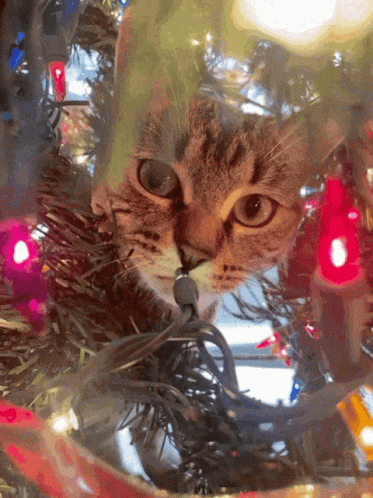 Kitty Christmas GIF