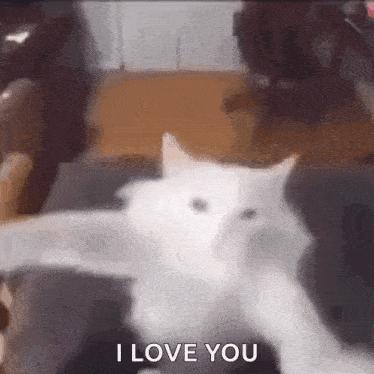Kitty Dance Cat GIF