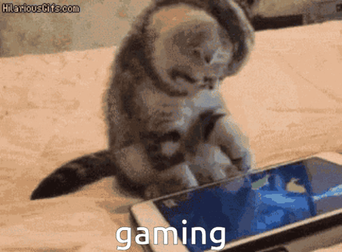Kitty Gaming GIF