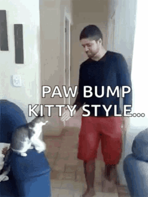 Kitty Gif Kitty Fist Bump GIF