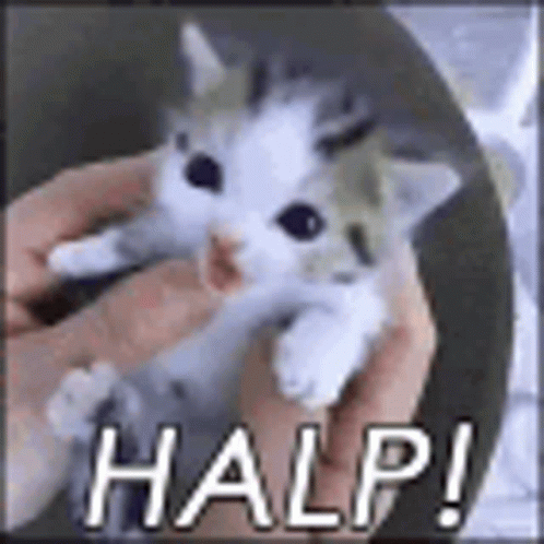 Kitty Halp GIF