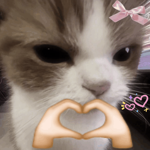 Kitty Heart GIF