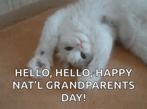 Kitty High Kitten GIF. This 498 x 371 animated GIF is part of our happy grandparents day collection. Related themes include cat. Created by TracyBennett1…