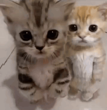 Kitty Hug Kitty Ai GIF