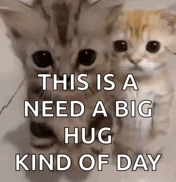Kitty Hug Kitty Ai GIF