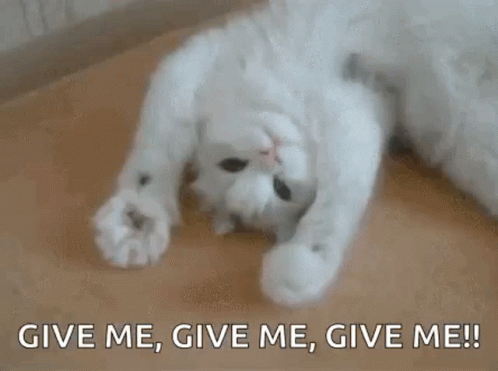 Kitty Kitten GIF