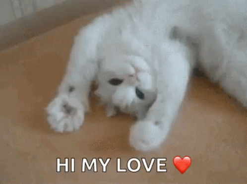 Kitty Kitten GIF