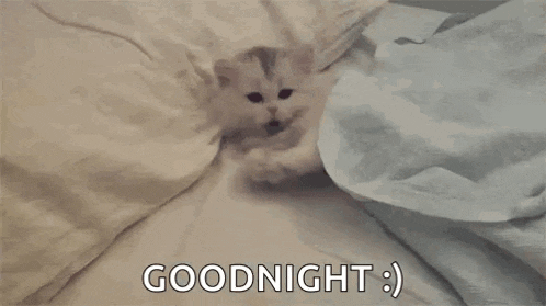 Kitty Kitten GIF