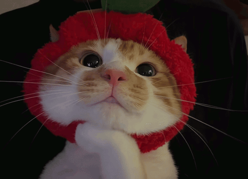 Kitty Kitty Cat GIF