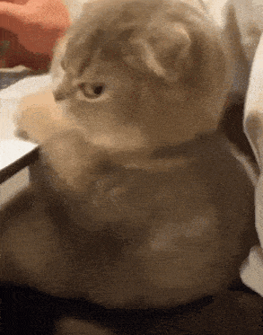 Kitty Kitty Stare GIF