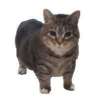 Kitty Meow Sticker