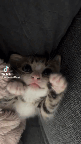 Kitty Paws GIF