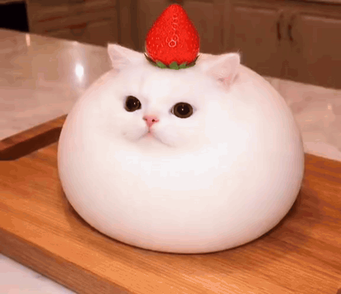 Kitty GIF
