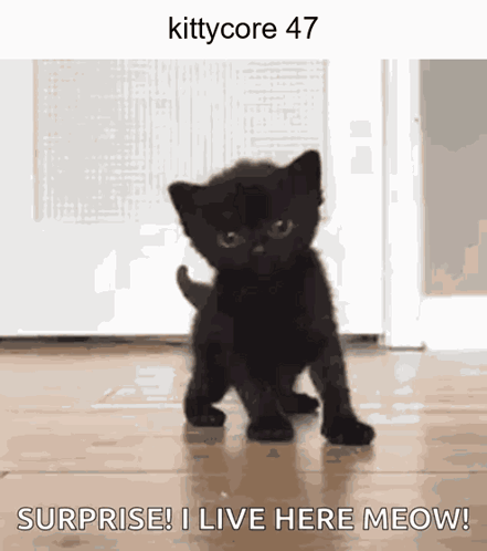 Kittycore Cat GIF