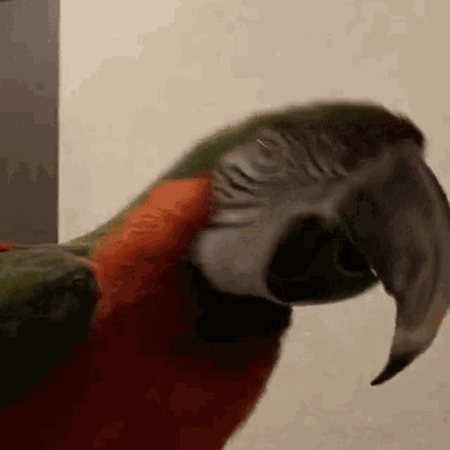 Kiwi Bird Kiwi GIF