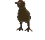 Kiwi Plus Sticker